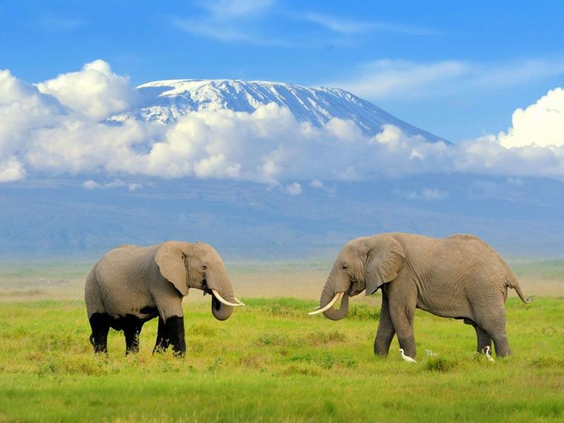 Amboseli National Park